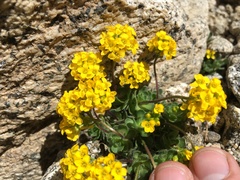 Draba lemmonii