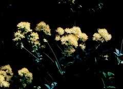 Eastern Meadow-rue (Thalictrum speciosissimum)