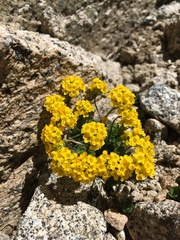 Draba lemmonii