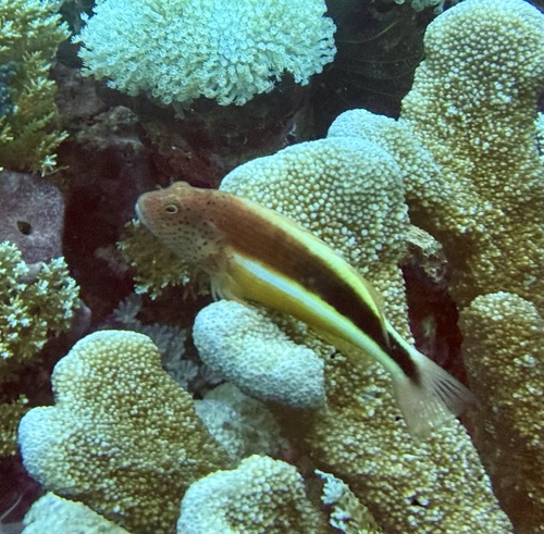 Freckled Hawkfish — seen at this dive site