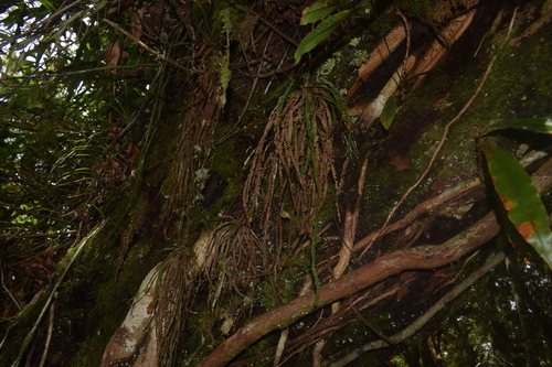 Acrosorus friderici-et-pauli observed 2024-06-23