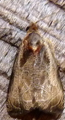 Olethreutes inornatana