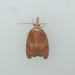 Cenopis diluticostana
