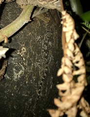 Hemidactylus mabouia