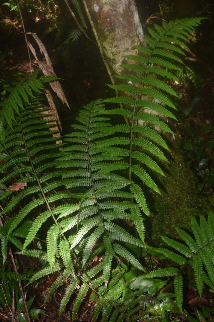 Diplazium sorzogonense (Diplazium sorzogonense)