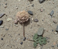 Cymopterus globosus