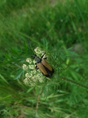 Trigonarthris