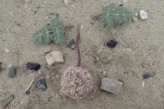 Cymopterus globosus