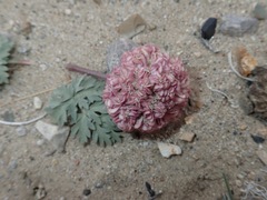 Cymopterus globosus