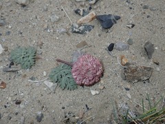 Cymopterus globosus