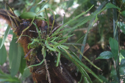 Acrosorus friderici-et-pauli observed 2024-06-25