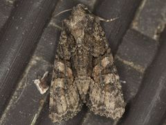 Oligia tusa