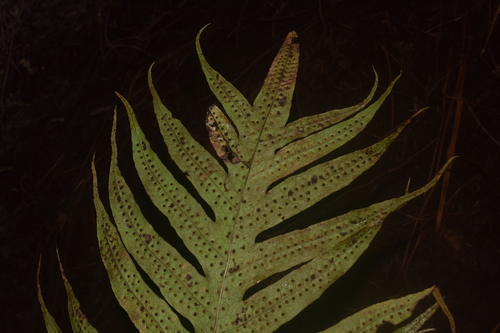 Microsorum commutatum observed 2024-06-26