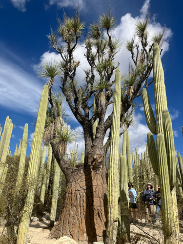 Beaucarnea gracilis