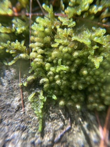 Image of Scapania nemorea by (c) Jaime McGuigan, some rights reserved (CC BY)