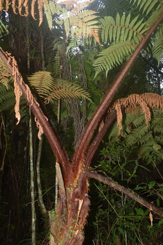 Philippine bristly tree fern (Dicksonia mollis)
