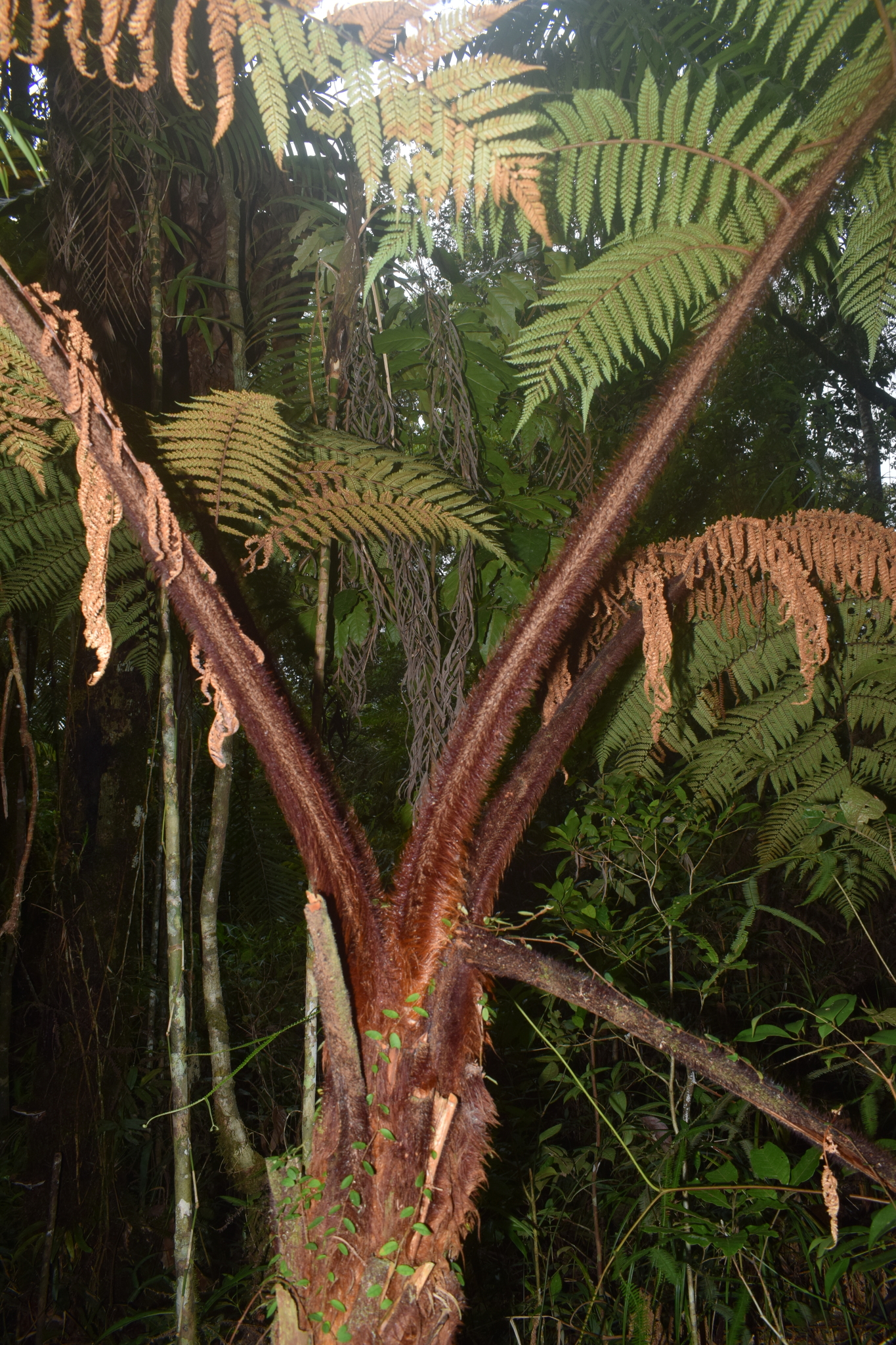 Dicksonia mollis