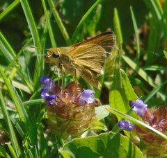 Polites themistocles