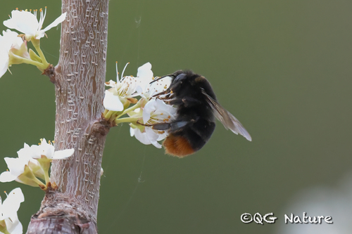 Fiery-tailed Bumble Bee