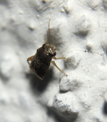 Coridromius chenopoderis