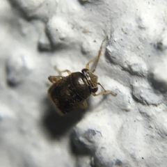 Coridromius chenopoderis
