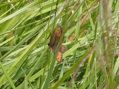 Erebia epiphron