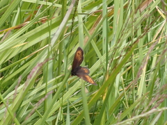 Erebia epiphron