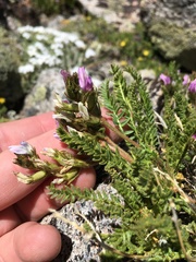 Oxytropis borealis viscida