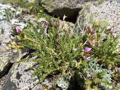 Oxytropis borealis viscida