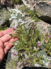 Oxytropis borealis viscida