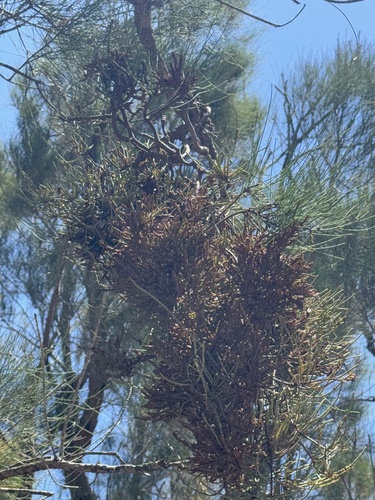 Allocasuarina fraseriana (Allocasuarina fraseriana)