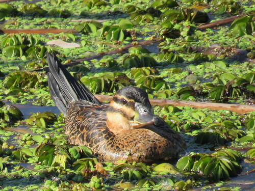 Masked Duck
