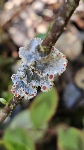 Erioderma tomentosum, 2024-12-19