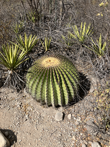 Echinocactus platyacanthus