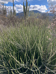 Euphorbia rossiana, photograph (c) Aaron Liston, some rights reserved (CC BY)
