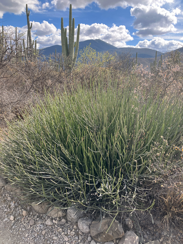 Euphorbia rossiana, photograph 5