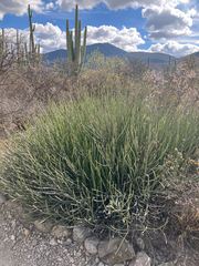 Euphorbia rossiana, photograph (c) Aaron Liston, some rights reserved (CC BY)