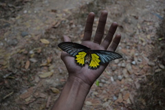 Troides minos