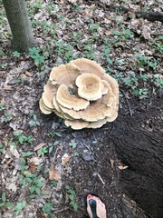 Bondarzewia berkeleyi