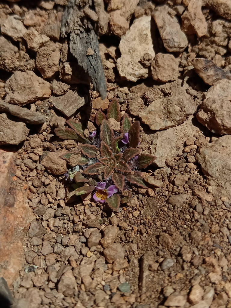 Viola vallenarensis
