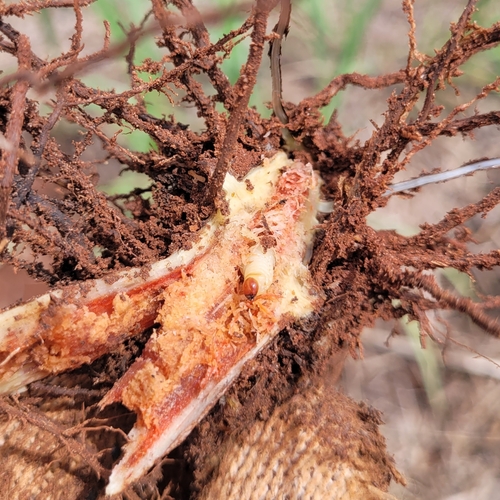 Sphenophorus levis