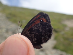 Erebia gorge