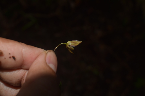 Bulbophyllum canlaonense