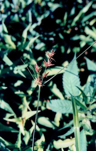 Cyperus longus iNat (2)
