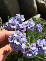 Polemonium eximium