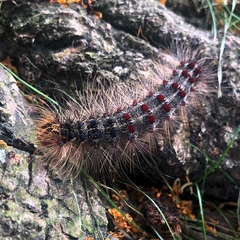 Lymantria dispar