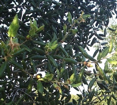 Quercus agrifolia