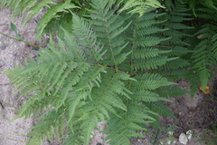 Pteridium pinetorum