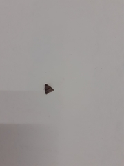 Lepidoptera