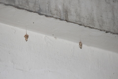 Brachycyttarus griseus